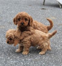 Puppies for sale , cavapoo - Ukraine, Luck