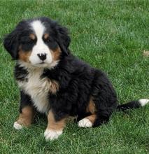 Puppies for sale bernese mountain dog - Denmark, Kopenagen