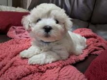 Puppies for sale maltese - Denmark, Kopenagen