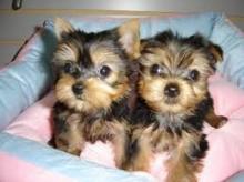 Puppies for sale yorkshire terrier - Austria, Linz