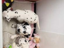 Puppies for sale dalmatian - Austria, Vienna