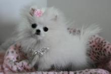 Puppies for sale pomeranian spitz - Netherlands, Harlem