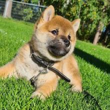 Puppies for sale , shiba inu - Denmark, Aalborg