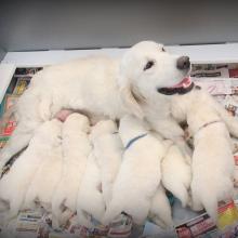 Puppies for sale golden retriever - United Kingdom, Aberdeen