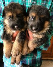 Puppies for sale german shepherd dog - Greece, Athens