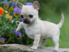 Puppies for sale chihuahua - Cyprus, Larnaca