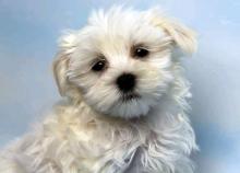 Puppies for sale maltese - Cyprus, Larnaca