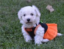 Puppies for sale bichon - Cyprus, Limassol