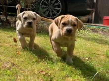 Puppies for sale , cane consor - Poland, Warsaw