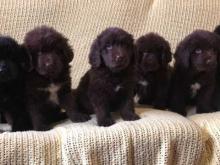 Puppies for sale newfoundland - Ireland, Cork