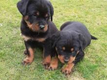 Puppies for sale rottweiler - Czech Republic, Brno. Price 10 €