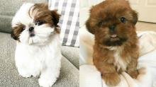 Puppies for sale shih tzu - Sweden, Stockholm. Price 10 €
