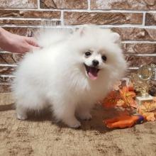 Puppies for sale pomeranian spitz - Germany, Brandenburg