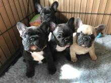 Puppies for sale french bulldog - Spain, Madrid