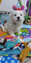Puppies for sale maltese - Czech Republic, Ostrava