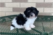 Puppies for sale havanese - USA, New York