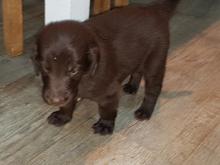 Puppies for sale flat-coated retriever - Czech Republic, Brno