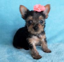 Puppies for sale yorkshire terrier - Spain, Madrid