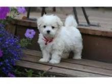 Puppies for sale maltese - Greece, Thessaloniki