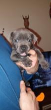 Puppies for sale staffordshire bull terrier - Germany, Brandenburg. Price 11 €