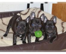 Puppies for sale french bulldog - United Kingdom, Blackpool