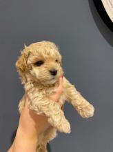 Puppies for sale , maltipoo - Greece, Piraeus. Price 11 $