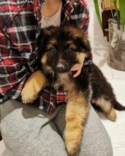 Puppies for sale german shepherd dog - Czech Republic, Ostrava. Price 10 €