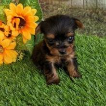 Puppies for sale yorkshire terrier - Georgia, Kutaisi