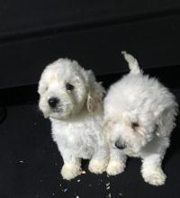 Puppies for sale poodle, toy poodle - Bulgaria, Sofia, Blagoevgrad. Price 1000 €