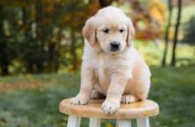Puppies for sale golden retriever - Georgia, Burn