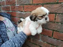 Puppies for sale lhasa apso - Belgium, Brussels