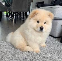 Puppies for sale chow chow - Germany, Nuremberg