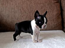 Puppies for sale boston terrier - Lithuania, Akmene. Price 150 €