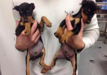 Puppies for sale miniature pinscher - Belgium, Brussels