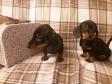 Puppies for sale dachshund - United Kingdom, Nottingham. Price 11 €