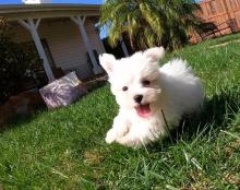 Puppies for sale maltese - Austria, Vienna