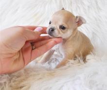 Puppies for sale chihuahua - Luxembourg, Luxembourg