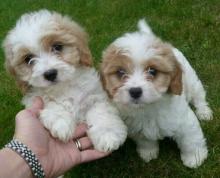 Puppies for sale mixed breed, cavachon - Belgium, Brussels