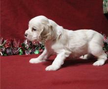 Puppies for sale , cocker spaniel - Latvia, Aizkraukle