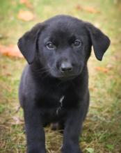 Puppies for sale labrador - Austria, Vienna