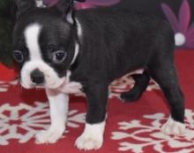 Puppies for sale boston terrier - Netherlands, Amsterdam. Price 10 €