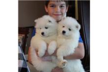 Puppies for sale samoyed dog (samoyed) - USA, California