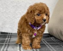 Puppies for sale , cavapoo - Austria, Vienna. Price 10 $