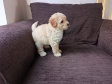 Puppies for sale toy-poodle - Greece, Heraklion. Price 11 $