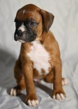 Puppies for sale boxer - Cyprus, Nicosia