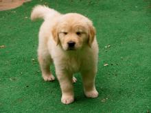 Puppies for sale golden retriever - Germany, Munich