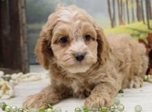 Puppies for sale , cockapoo - Sweden, Stockholm