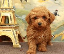 Puppies for sale poodle - Luxembourg, Luxembourg