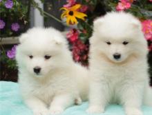 Puppies for sale samoyed dog (samoyed) - Romania, Bucharest
