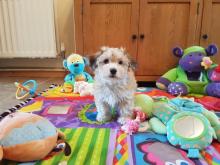 Puppies for sale havanese - Greece, Piraeus